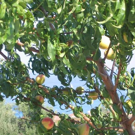 Hotell Livadaki Village Skala (Kefalonia)